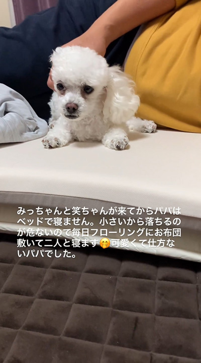 ベッドで寝ませんワンコなでなで