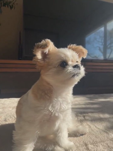 飼い主さんの話を聞くぽん酢ちゃん