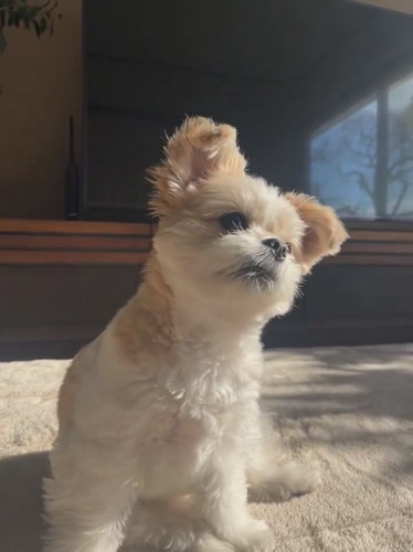 飼い主さんの話を聞くぽん酢ちゃん