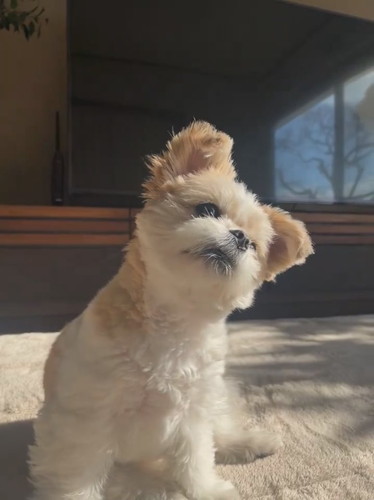 飼い主さんの話を聞くぽん酢ちゃん