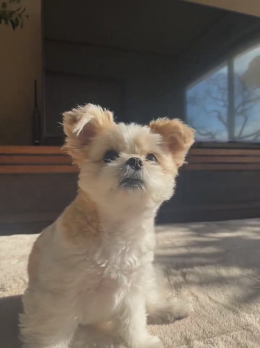 飼い主さんの話を聞くぽん酢ちゃん