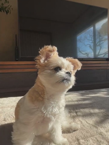 飼い主さんの話を聞くぽん酢ちゃん