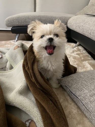 寝起きのぽん酢ちゃん