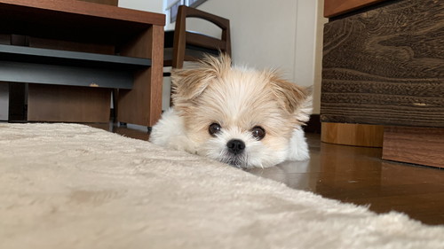 フローリングで伏せているぽん酢ちゃん