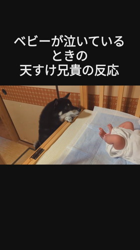 赤ちゃんが泣いているときの天すけくんの反応