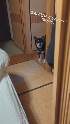 赤ちゃんを見る天すけくん