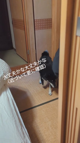 近付く天すけくん