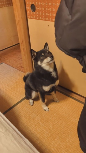 そばで座って見上げる天すけくん