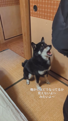 赤ちゃんに向かって話しかける天すけくん