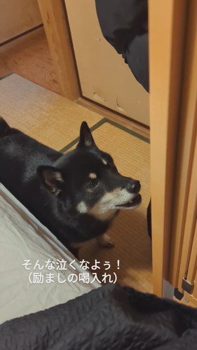 赤ちゃんに激励する天すけくん