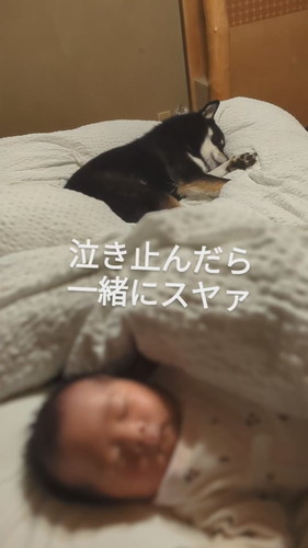 眠る赤ちゃんと天すけくん