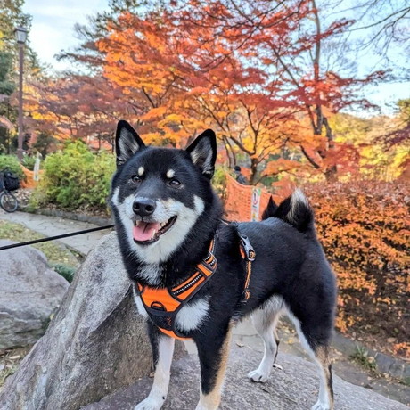 紅葉をバックに立つ天すけくん