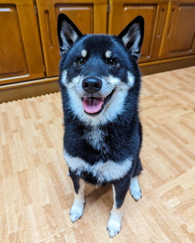 ブラッシング後の天すけくん