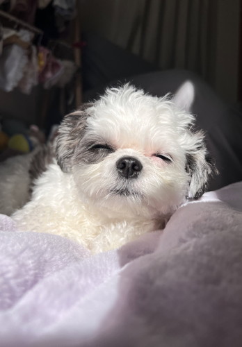 まどろむ小型犬のハラミちゃん