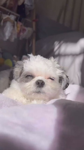 まどろむ小型犬のハラミちゃん