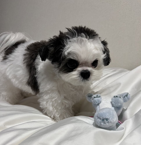 お気に入りのおもちゃを守る小型犬のハラミちゃん