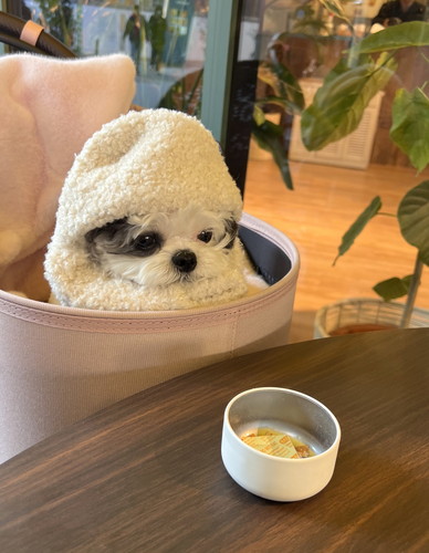 毛布にくるまってバギーに乗る小型犬のハラミちゃん