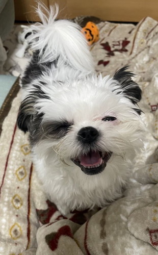 笑顔の小型犬のハラミちゃん