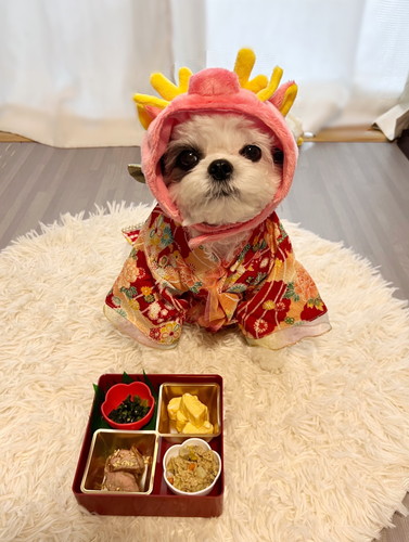 おせちを前に小型犬のハラミちゃん