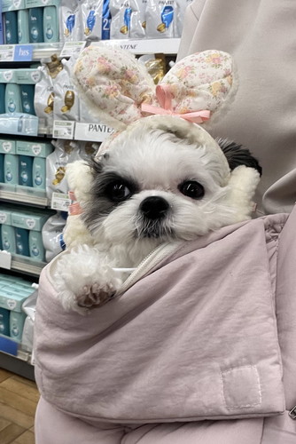 うさ耳装着した小型犬のハラミちゃん