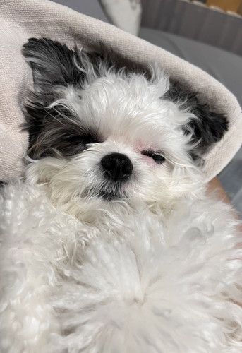 眠そうな小型犬のハラミちゃん