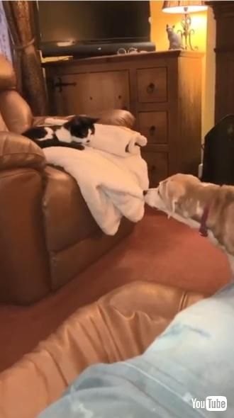 ブランケットを引っ張るワンコ