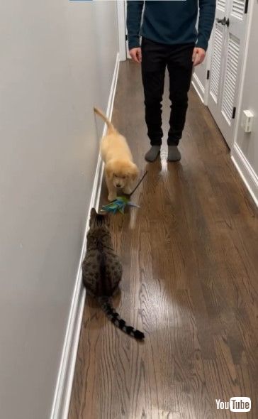 子猫の気をひくためおもちゃを持ってきた子犬