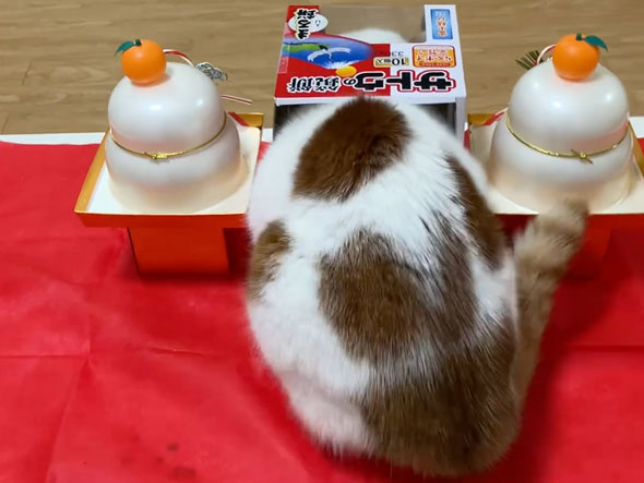 鏡もちになった猫