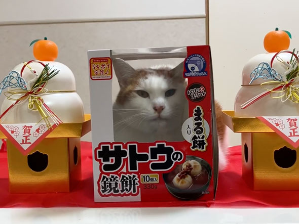 鏡もちになった猫