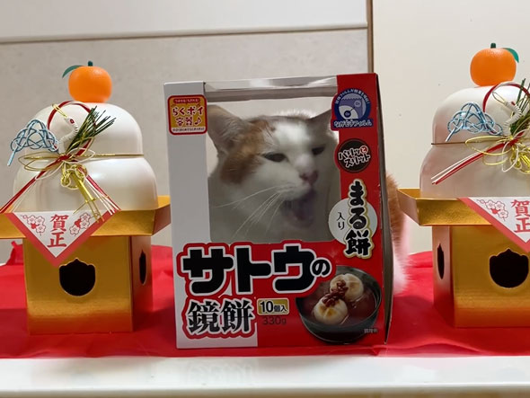 おいしそうな豆餅、と思ったらその正体は…… 「サトウのにゃんこ