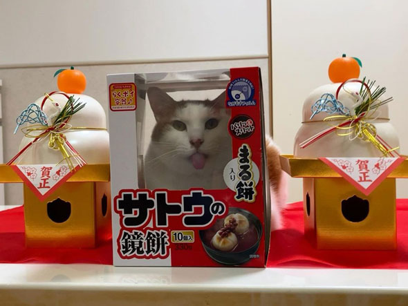 鏡もちになった猫