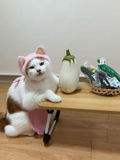 野菜と猫