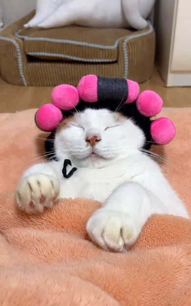 カーラー巻いたまま寝ちゃった猫