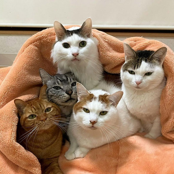 身を寄せ合う猫