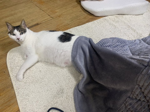 お尻だけこたつに入る猫カメラ目線