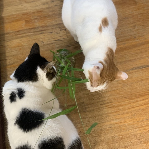 猫草食べてる2匹