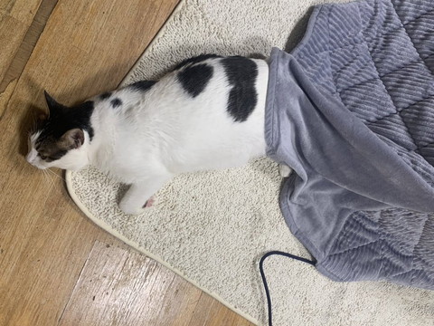 お尻だけこたつに入る猫上から