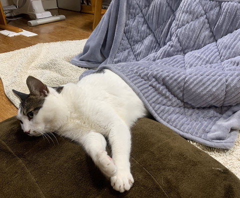 コタツに入ってくつろぐ猫