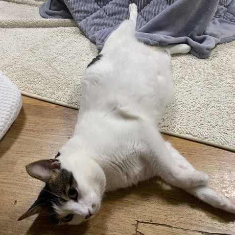 コタツの前でへそ天猫