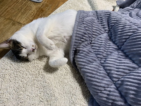 コタツで寝る猫