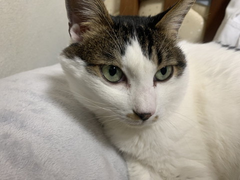 クッションに寄り添う猫アップ