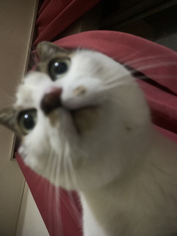 まん丸な猫の顏下から