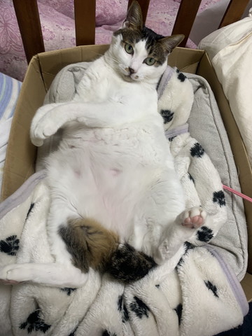 箱に入ってへそ天猫