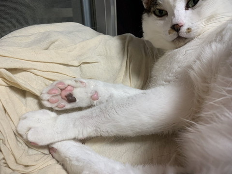 肉球見せる猫ちゃん
