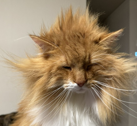 寝癖爆発猫トリミング