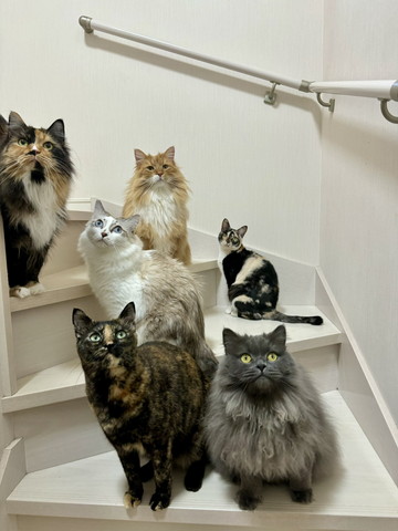 階段に集まる猫たち