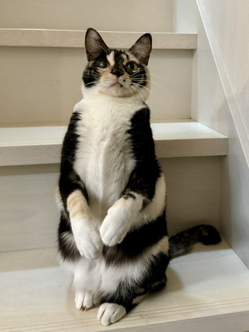 三毛猫立ってる
