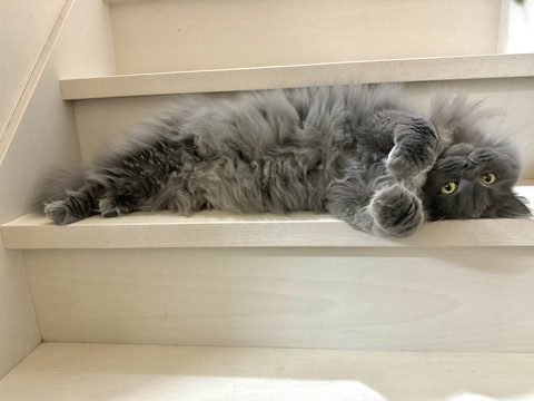 階段で寝転がる猫