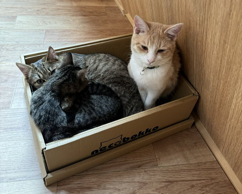 箱に入ってる猫ちゃんたち