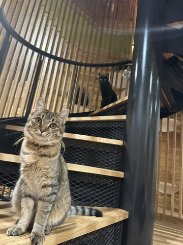 らせん階段に猫ちゃん